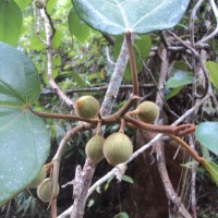 Ficus laevis Blume